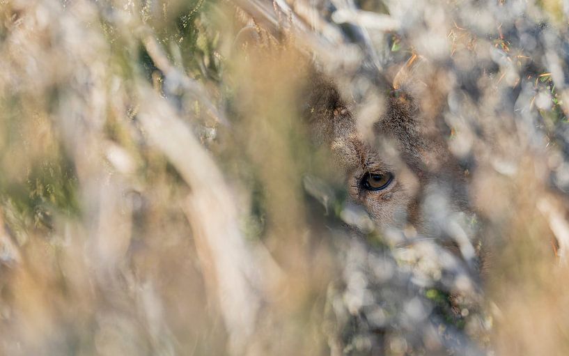 You are being watched... by Lennart Verheuvel