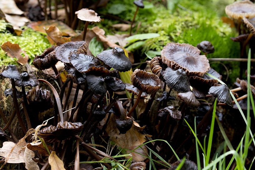 Mycena leptocephala in process of decomposition, last ink stage of mushroom life by W J Kok