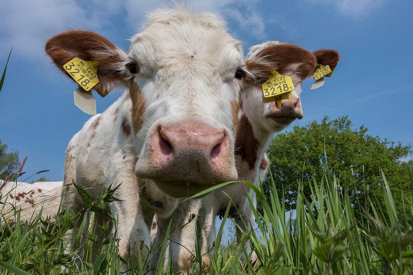 Kuh ist neugierig von Ans Bastiaanssen