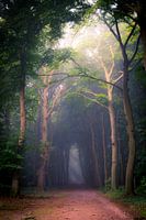 Corversbos, la route de Gooilust