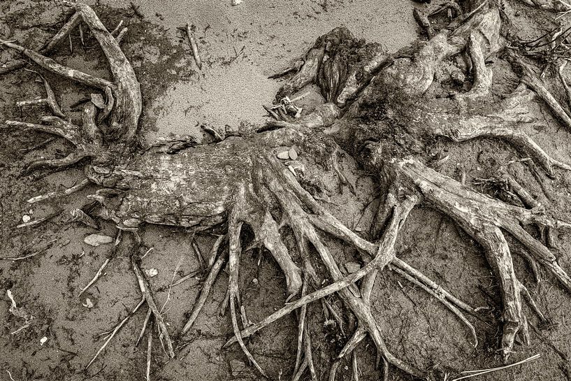 Lebendige Waldaue von Eugene Winthagen