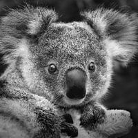 Koala-Baby