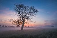 Tree in morning fog