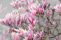 Magnolie in Knospe, schön auf Acryl oder als Tapete