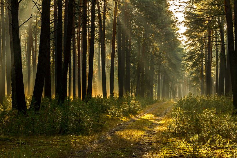 Im Märchenwald von Heiko Lehmann