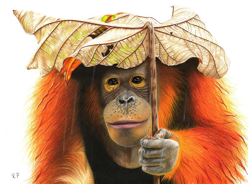 Orang Utan by Renate Postma