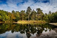 Sich im Wasser spiegelnde Bäume