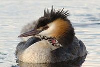 Seetaucher mit Jungtieren