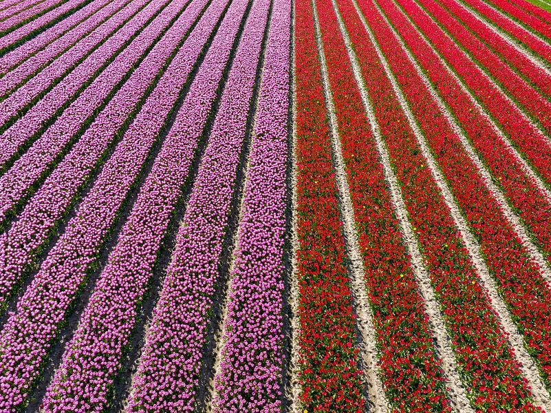 Red and pink tulips growing in agricutlural fields seen from above by Sjoerd van der Wal Photography