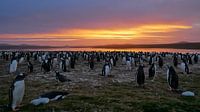 Sunset volunteerpoint with Gentoo Pinguins