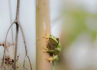 Tree frog