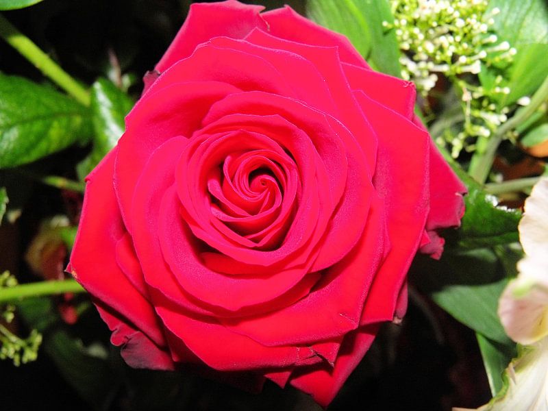 The red rose by Il se