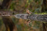 Finch man with mirror image