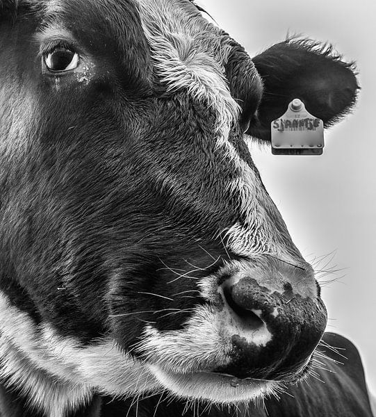 Sjaantje 11 Black&amp;White  par Boris de Weijer
