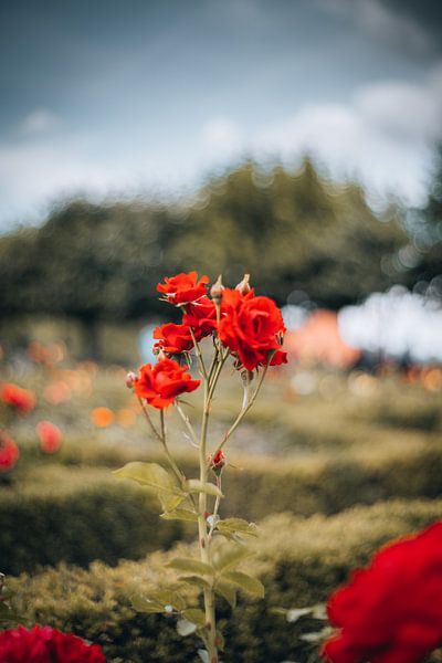 Roses in summer by Jonas Lechner