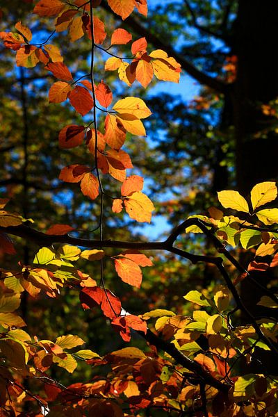 Beech by Thomas Jäger