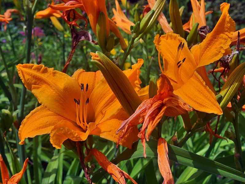 Lily 3 by Edgar Schermaul