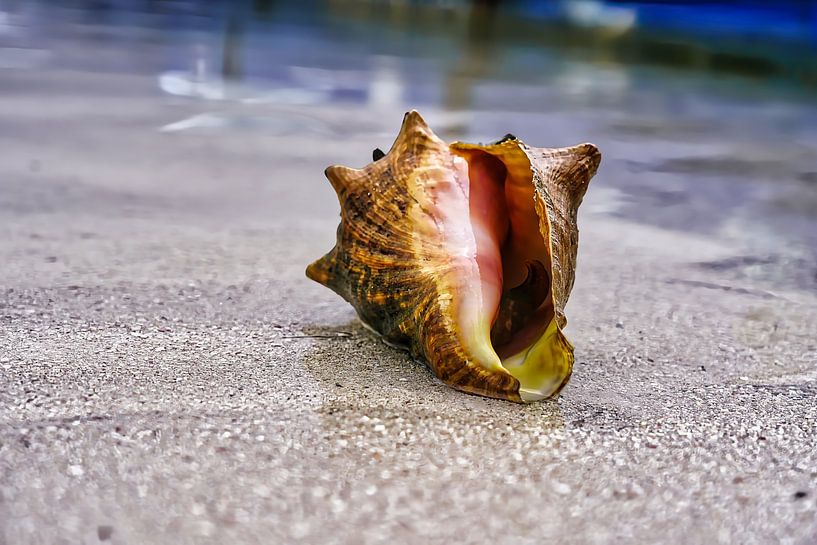 Un coquillage sur la plage de Mexico par HGU Foto