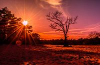 De dalende zon  in het Cadettenkamp