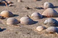 Sea shells on the beach