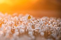 Bird in flower field at sunset
