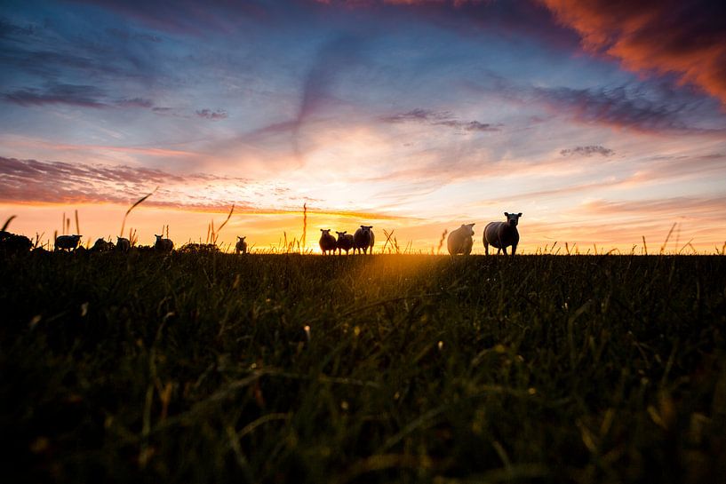 Moutons dans la prairie au coucher du soleil par Lindy Schenk-Smit