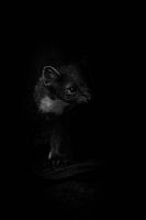 The marten