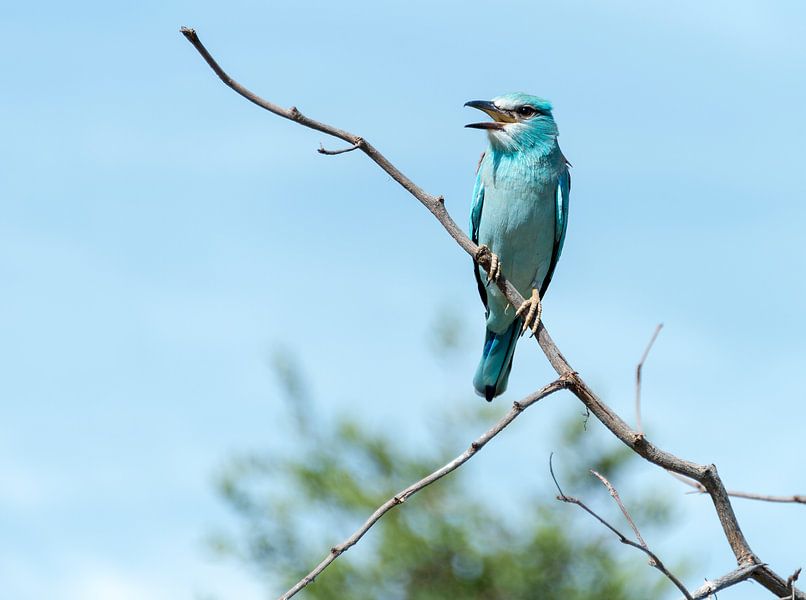 blue european roller in kruger national park by ChrisWillemsen
