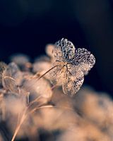 Hortensie Nahaufnahme