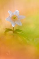 Ein Buschwindröschen im schönsten Licht.