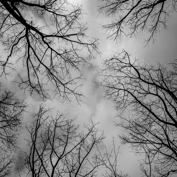 Wald von Elvira Baens