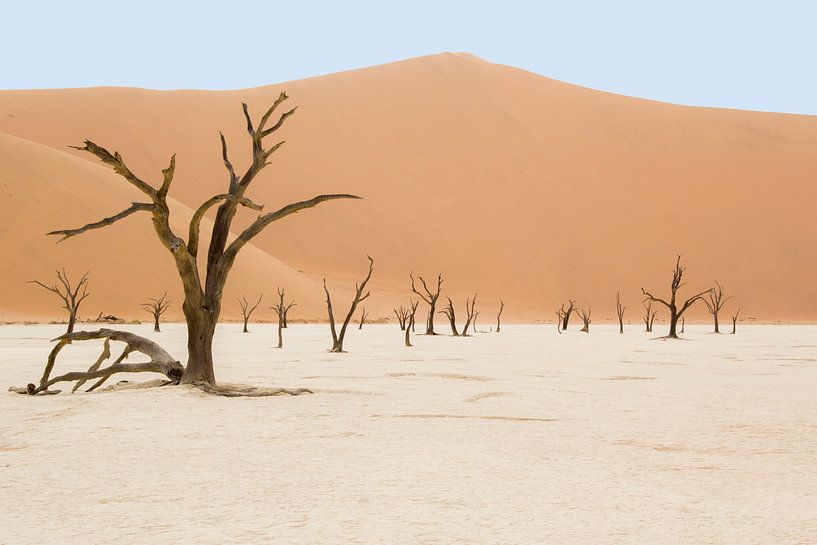 Deadvlei Namibia von Katrin Engl