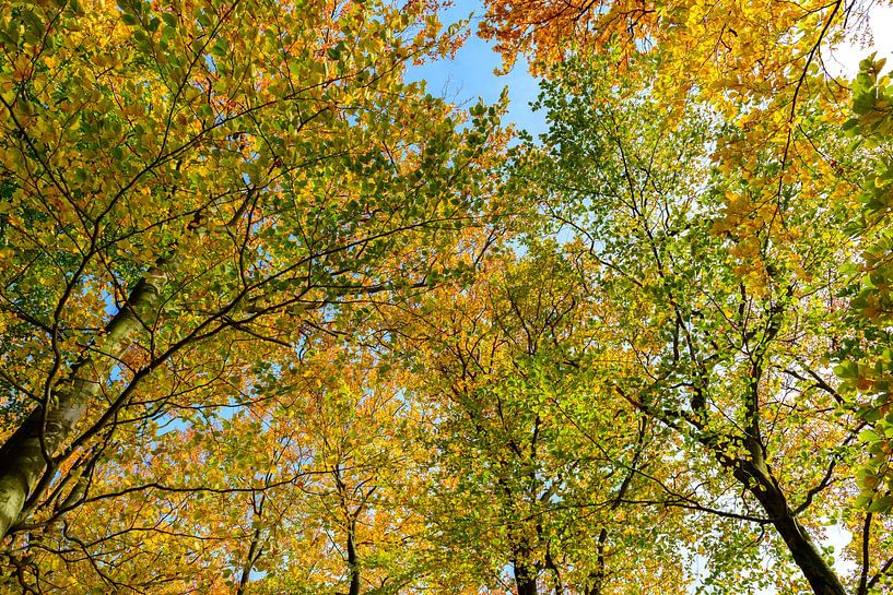 Herbst Wald nach oben Blick von Sjoerd van der Wal Fotografie