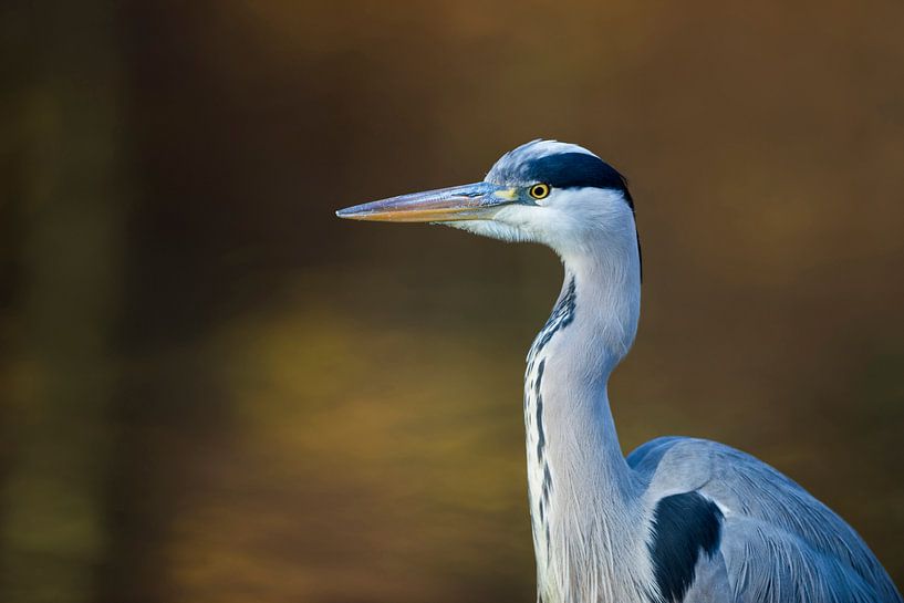 Graureiher ( Ardea cinerea ), Nahaufnahme von wunderbare Erde