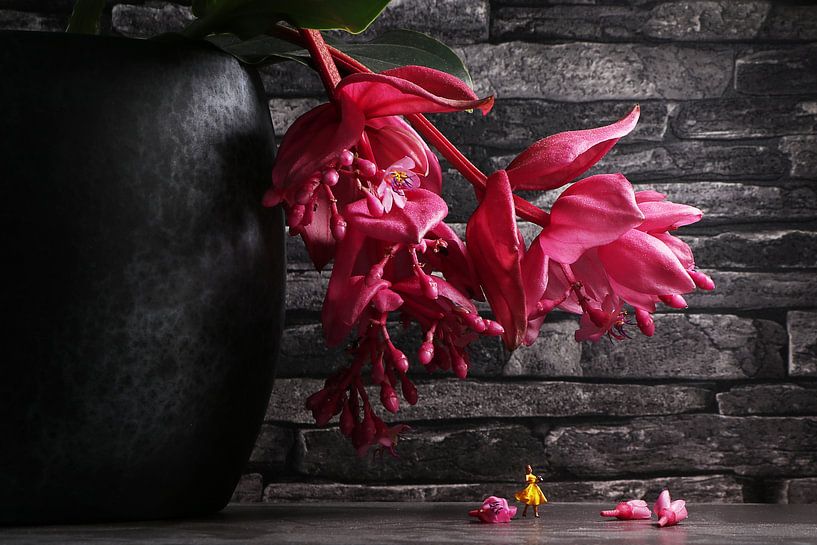 Medinilla by Remko Killaars