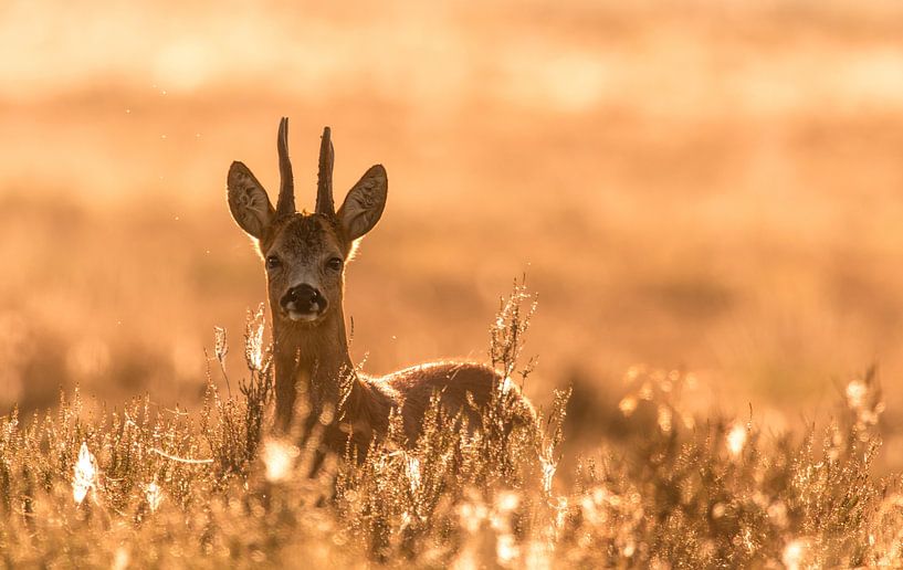 L'heure d'or par Anna Stelloo