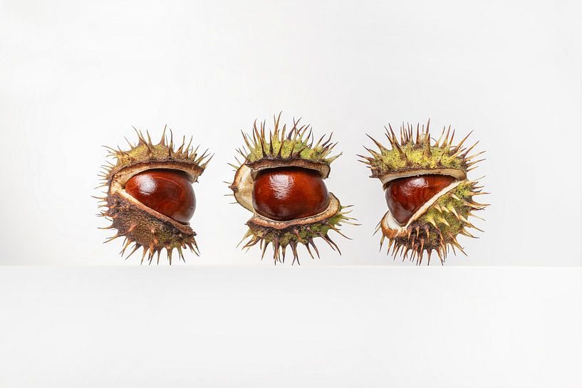 Esskastanien von Elles Rijsdijk