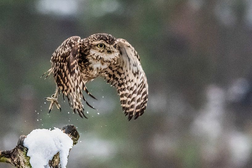 Peppie in de sneeuw par Van Karin Fotografie