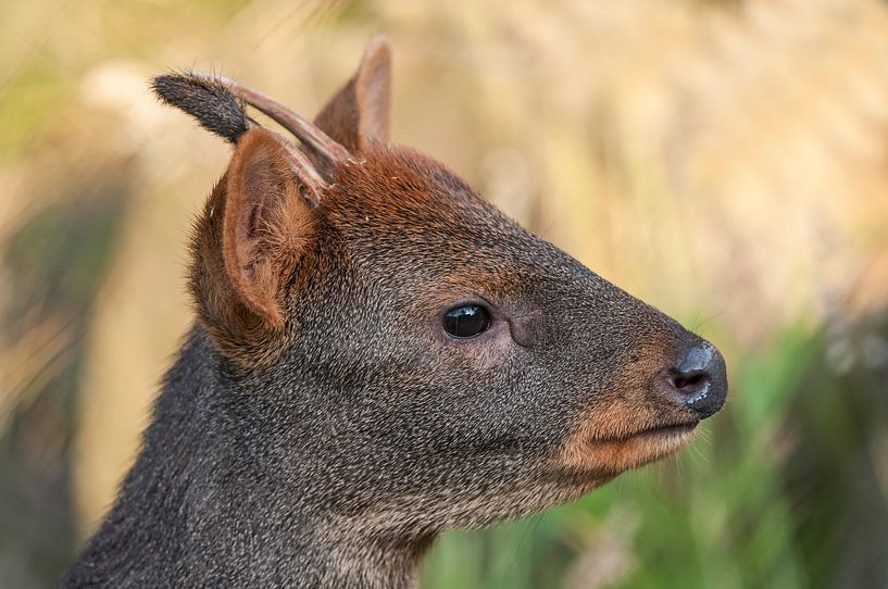 Pudel : Tierpark Blijdorp von Loek Lobel
