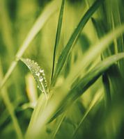 Vroege ochtend dauw in Ubud