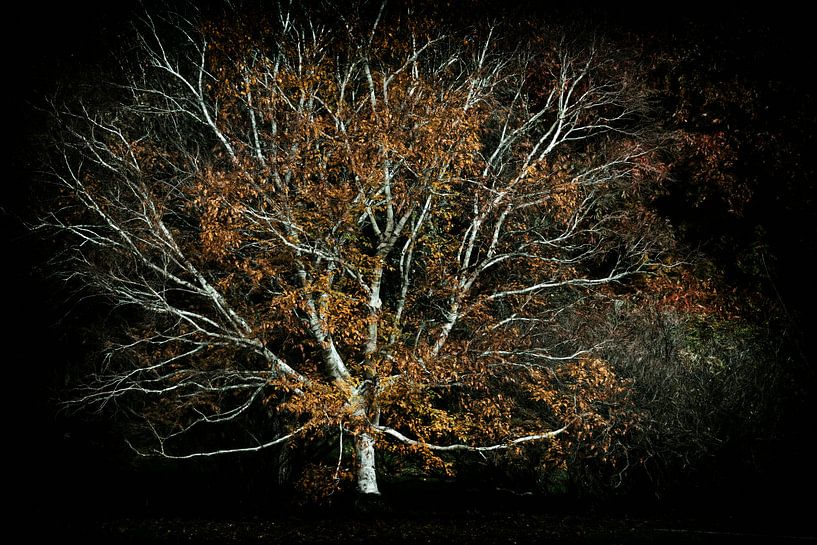Warten darauf, gesehen zu werden. von Lars van de Goor