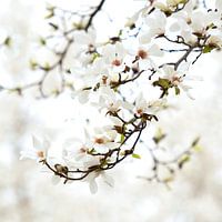 Magnolie in einer schönen weißen Umgebung