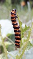 Caterpillar 