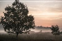 Morgennebel in der Bordelumer Heide