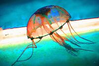 Unterwasserwelt   |  06