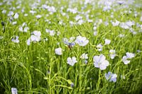 Veld vlasbloemen in bloei met bij