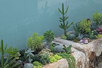 Succulents in Stone Pots