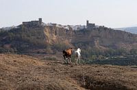 horses in Arcos de la Frontera, Spain