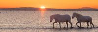 Romantische Pferde im Meer (Camargue)