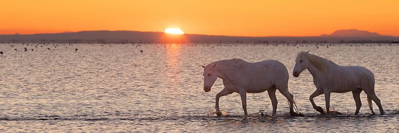 Romantic horses in the sea (Camargue) by Kris Hermans